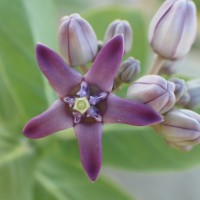 Calotropis gigantea (L.) W.T.Aiton